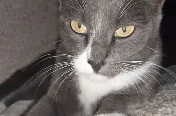 Кошки потеряшки, Славянское городское поселение, фото: Потеряшка серая кошка, Рыночная 195