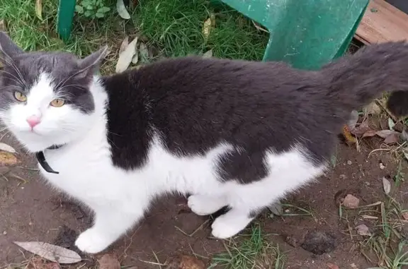 Найдена кошка, Московская область, фото: Кошка найдена: Павловская Слобода, МО