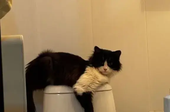 Найдена кошка, Каменск-Уральский, фото: Кошка найдена у Монетки, пр. Победы 51А