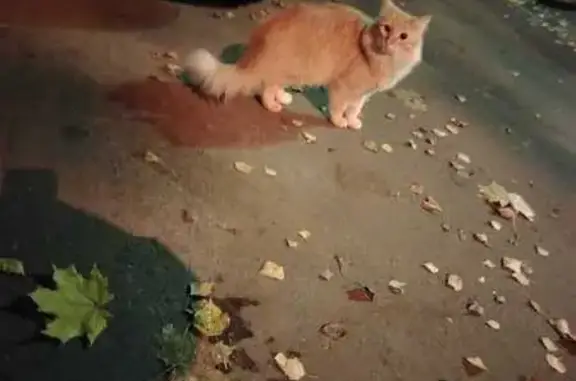 Найдена кошка, Москва, фото: Найдена рыжая кошка, Байкальская 33 к2