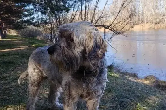 Собаки потеряшки, Абакан, фото: Потеряшка собака, Северный проезд, 15, Абакан