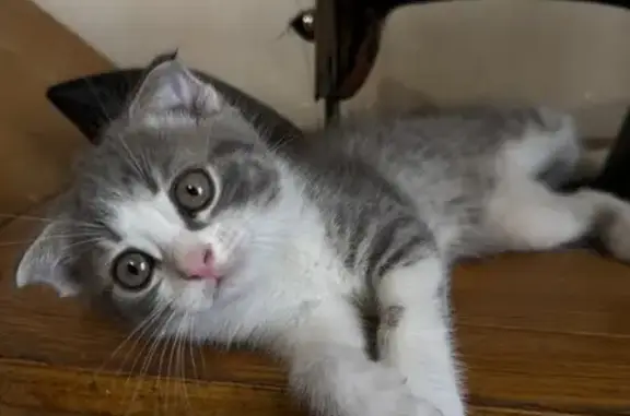 Пропал котёнок, Прокатная ул., 14, Липецк