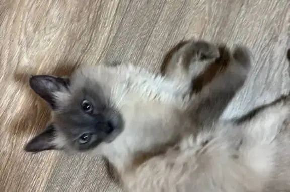 Кошка найдена: Первомайская 113 к1, Москва