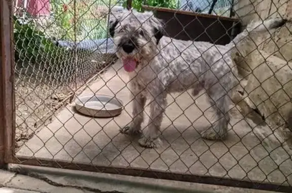 Пропала собака на ул. 50 лет Октября, Зеленокумск