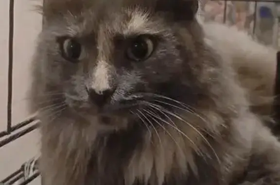 Найдена кошка, Саратов, фото: Кошка ищет дом, ул. Чапаева 99/109, Саратов