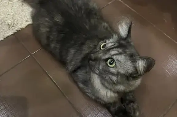 Найдена кошка, Севастополь, фото: Найдена кошка, ул. Карла Либкнехта, 7