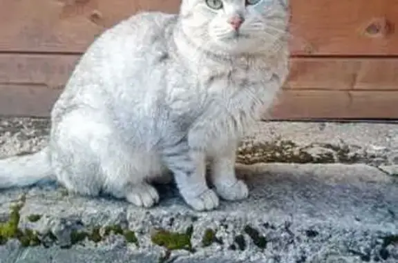 Найдена кошка, Ленинградская область, фото: Кошка найдена в СНТ, Сосновый Бор