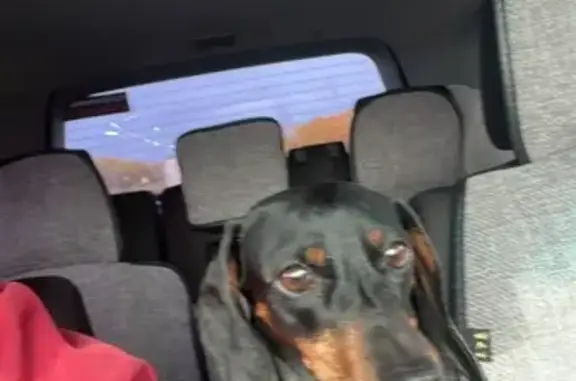 Собаки потеряшки, Саранск, фото: Потеряшка собака, Ярославская ул., Саранск