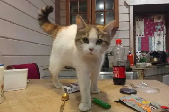 Найденные животные Петрозаводск, фото: Кошка найдена: Гвардейская 20, Петрозаводск