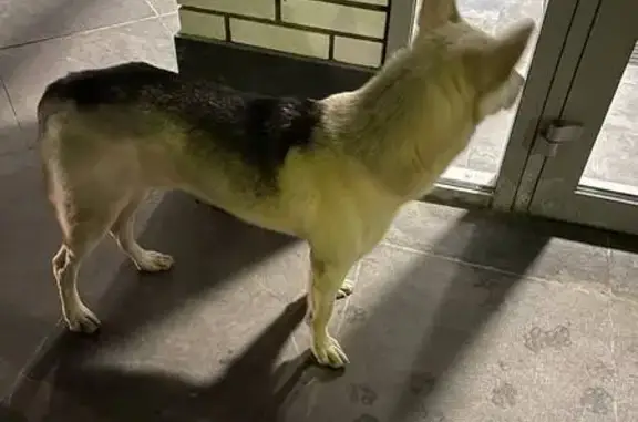 Найдена собака, Нахабино, фото: Собака найдена: Нахабино, Институтская ул.