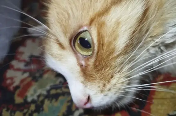 Кошки потеряшки, , фото: Потеряшка кот Пушок, Новая ул, 5, Новозаборовский