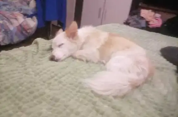 Пропала собака, Профсоюзная 4, Энгельс