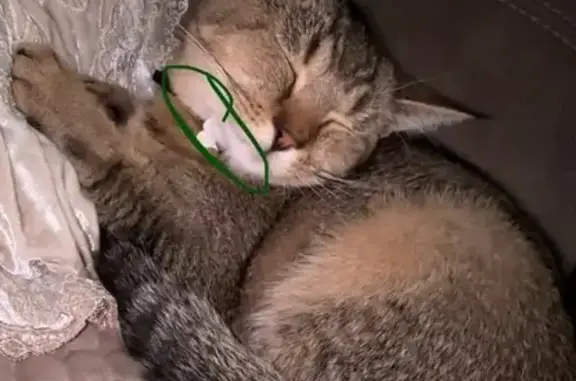 Найдена кошка, Махачкала, фото: Кошка найдена: Небесная ул., 85, Махачкала