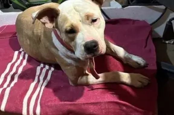 Найдена собака, Астрахань, 3 года, стафф.