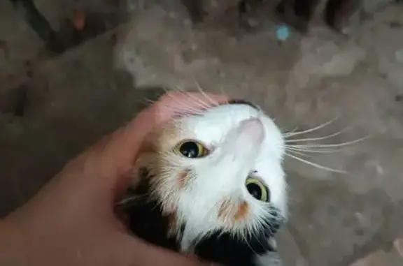 Найдена кошка, Тамбов, фото: Кошка найдена, ул. Московская, Тамбов