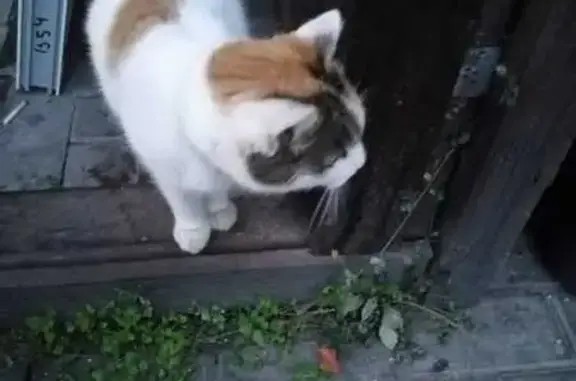 Объявления о пропавших и найденных животных, Конаково, фото: Кошка найдена: ул. Энергетиков, 7, Конаково