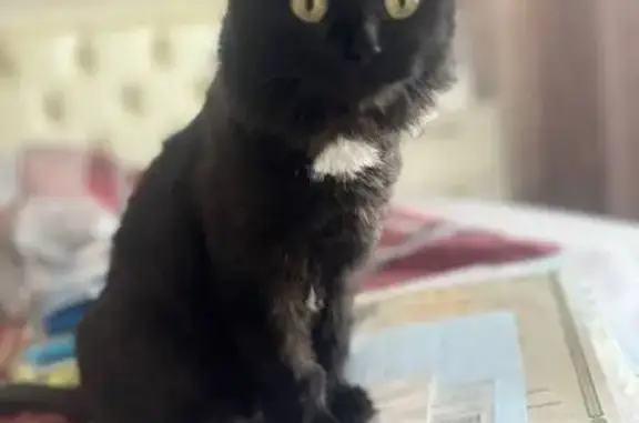 Кошки потеряшки, Оренбург, фото: Потеряшка кошка, Кипарисовая ул., Оренбург