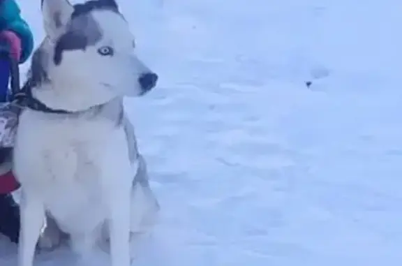 Собаки потеряшки, Курск, фото: Потеряшка собака, ул. Мичурина, 11, Курск