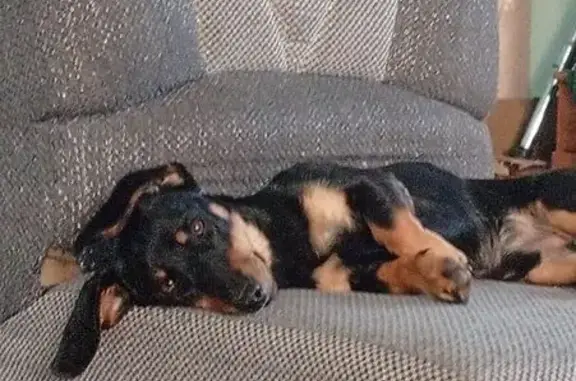 Пропала собака в Угдане, Забайкалье