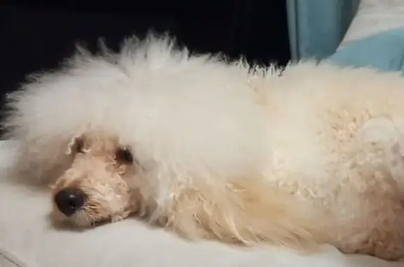 Пропал малый пудель, Саранск, Республиканская 49