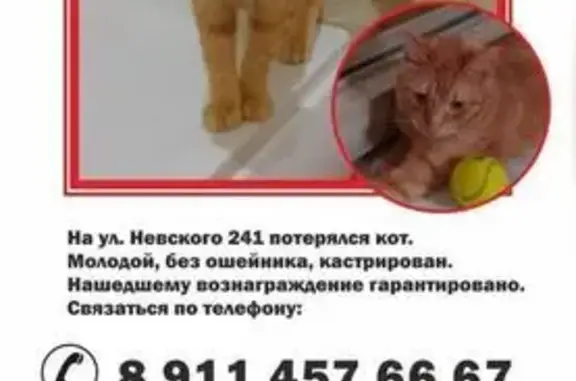 Кошки потеряшки, Калининград, фото: Потеряшка рыжая кошка, Невского 241