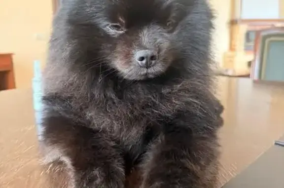 Пропала собака, Горки-2, Рублёво-Успенское