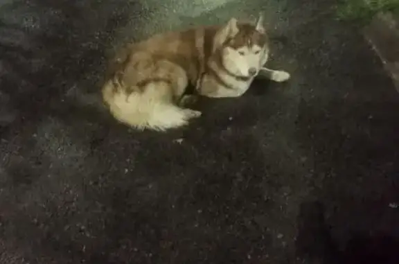 Найдена собака, ул. Крупской, Мурманск