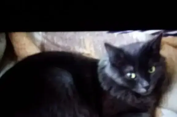 Пропала кошка, Орбитальная ул., 30 к1