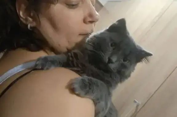 Найдена кошка, Смоленск, фото: Кошка найдена, ул. Ерёменко, 38, Смоленск