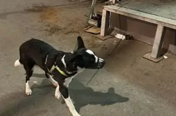 Найдена собака, Москва, фото: Собака найдена: Ломоносовский пр., 23, Мск