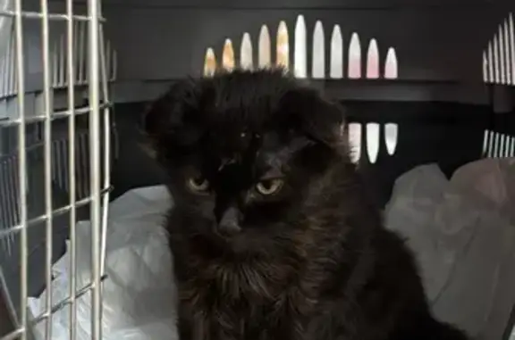 Найдена кошка, Мостовской, фото: Найдена кошка на ул. Энгельса, 27, Мостовской