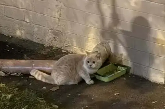 Кошка найдена: 1-я Брестская ул.,  Москва