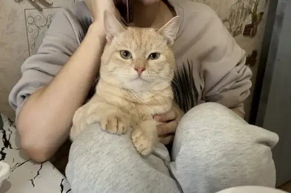 Пропала кошка, 2-я Электронная 7, Саратов