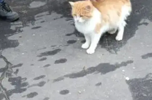 Найдена кошка, Коломна, фото: Кошка найдена, Колычевский пр., Коломна
