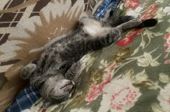 Кошки потеряшки, Виноградовка, фото: Потеряшка кошка, Речная ул., 9, Виноградовка