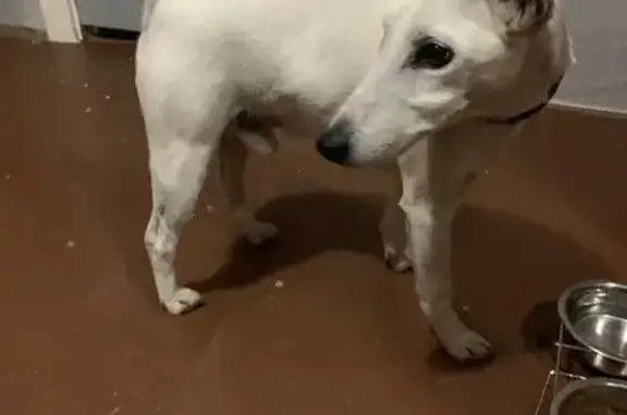 Найдена собака, Тамбовская область, фото: Найдена собака, дачи Периксы, Тамбов