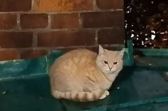 Кошка найдена: Пулковская ул., Москва