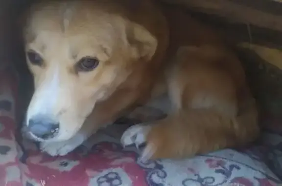 Собаки потеряшки, Хабаровский край, фото: Потеряшка собака на Дальхимфарм, Хабаровск