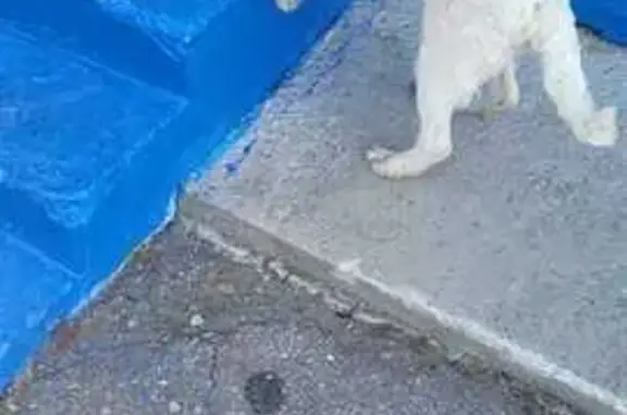 Найдена собака, Хабаровск, фото: Щенок найден на Целинной улице, Хабаровск