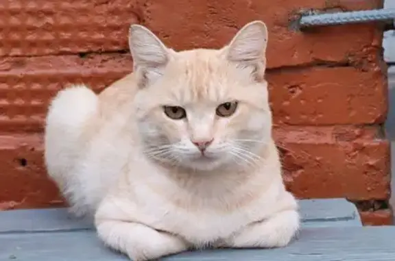 Пропала кошка, Ярославская 7, Хабаровск