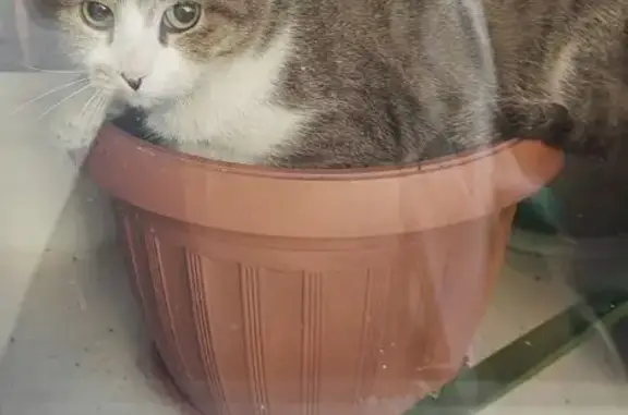 Найдена кошка, Чита, фото: Кот найден на Подгорбунского, 55, Чита