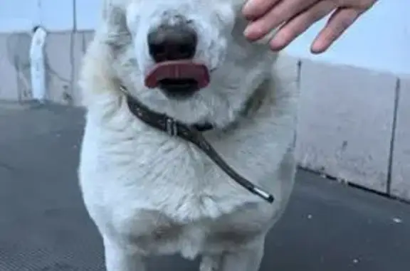 Найдена собака, Красноярск, фото: Светлая собака найдена на К. Маркса, 47