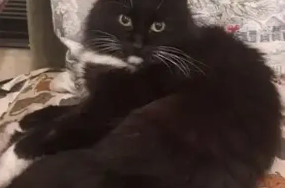 Кошки потеряшки, Королёв, фото: Потеряшка кошка, ул. Гоголя 43/7, Королёв