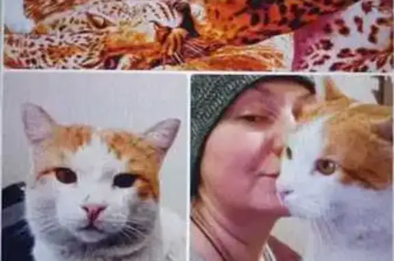 Пропала кошка, Омск, аллея 17