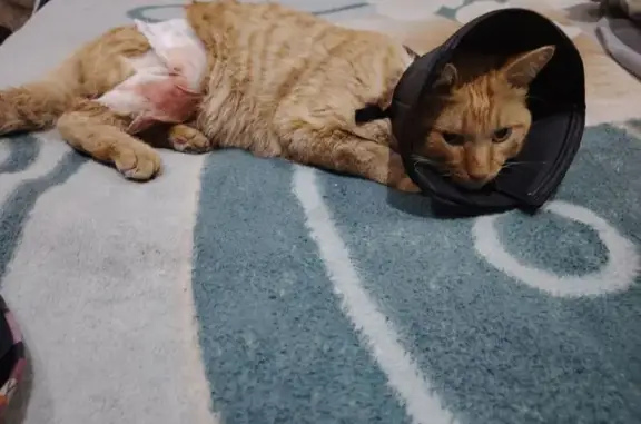 Кошки потеряшки, Железногорск, фото: Потеряшка кошка, ул. Комсомольская, 38