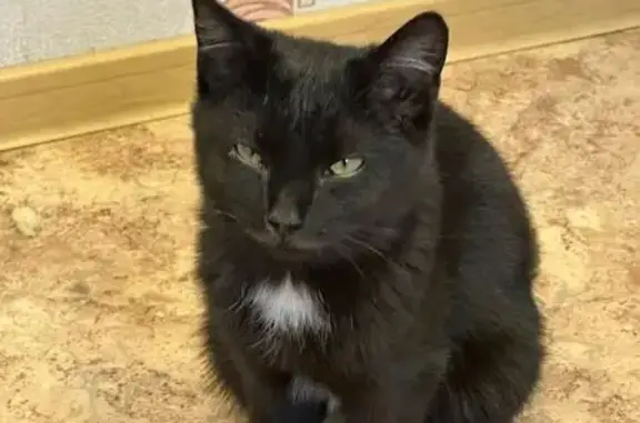 Найдена кошка, Абакан, фото: Кошка найдена, пр. Дружбы Народов, 3А