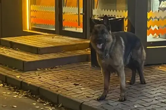 Найдена собака, Калининград, фото: Собака найдена, Тенистая Аллея, Калининград