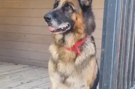 Собаки потеряшки, Московская область, фото: Потеряшка овчарка на Янтарном берегу
