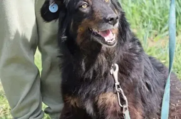 Собаки потеряшки, Тула, фото: Потеряшка собака, ул. Макаренко, 13 к2, Тула