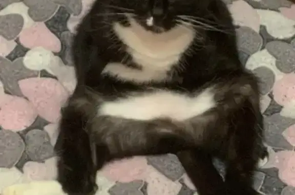 Кошки потеряшки, Тульская область, фото: Потеряшка кошка, Тула, Тульская область